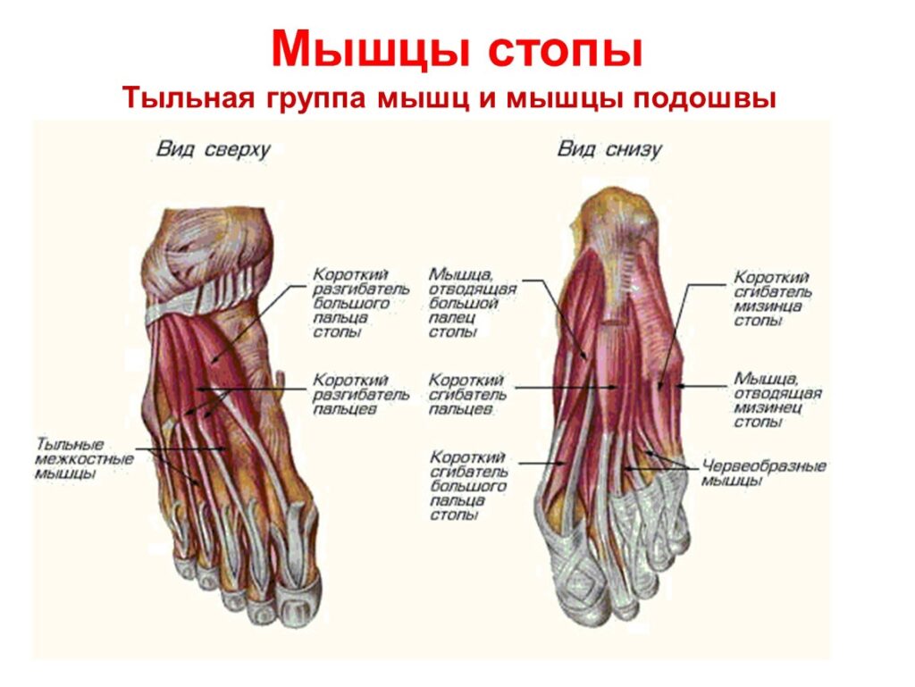 мышцы стопы