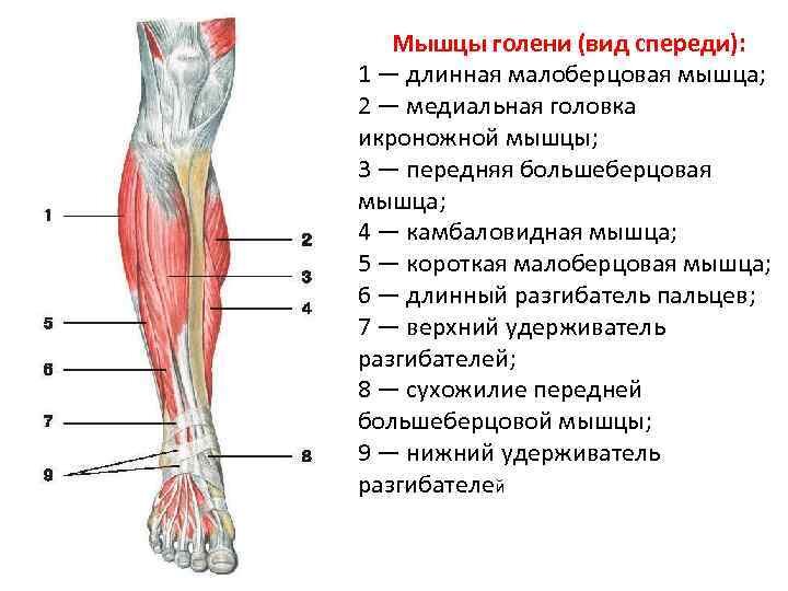 Передний отдел голеностопного сустава