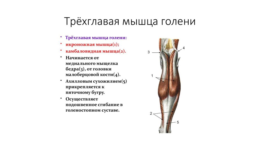 трехглавая мышца голени