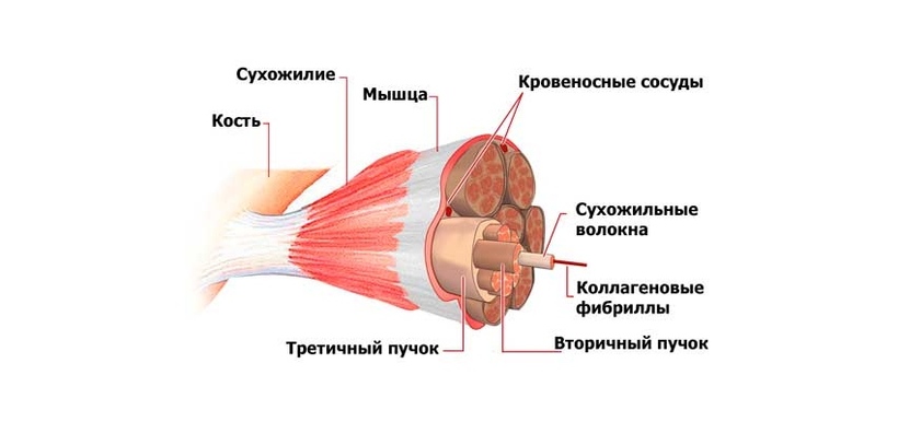 сухожильные волокна