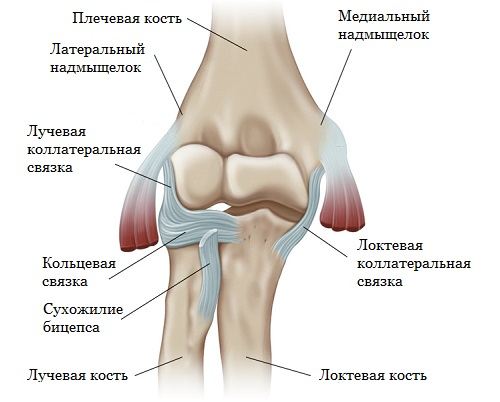 связки локтевого сустава