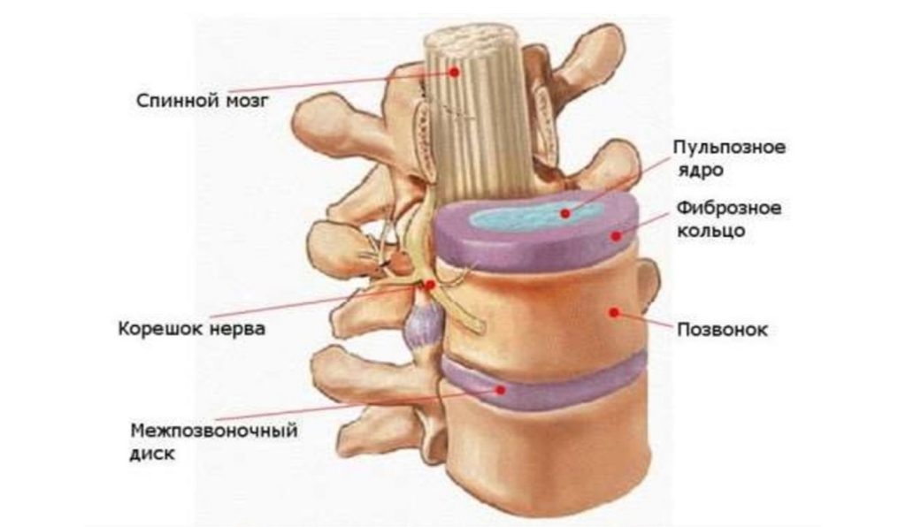 межпозвонковый диск